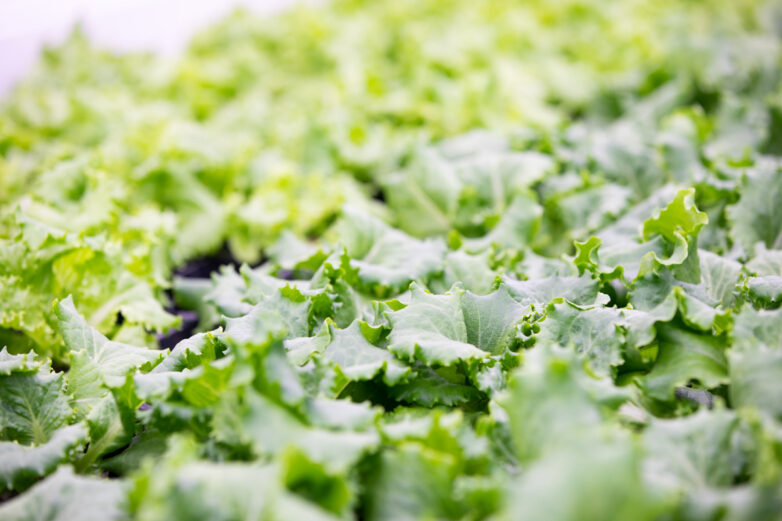 Leafy Greens Soli Organic