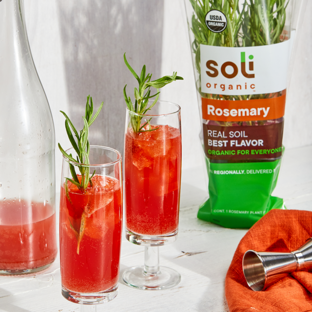 Image for Autumn Spritz with Rosemary